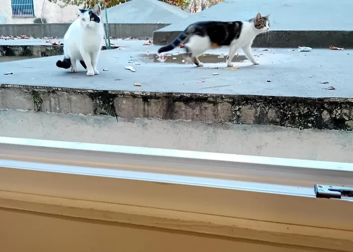 Serendipity Apartmán Tirana